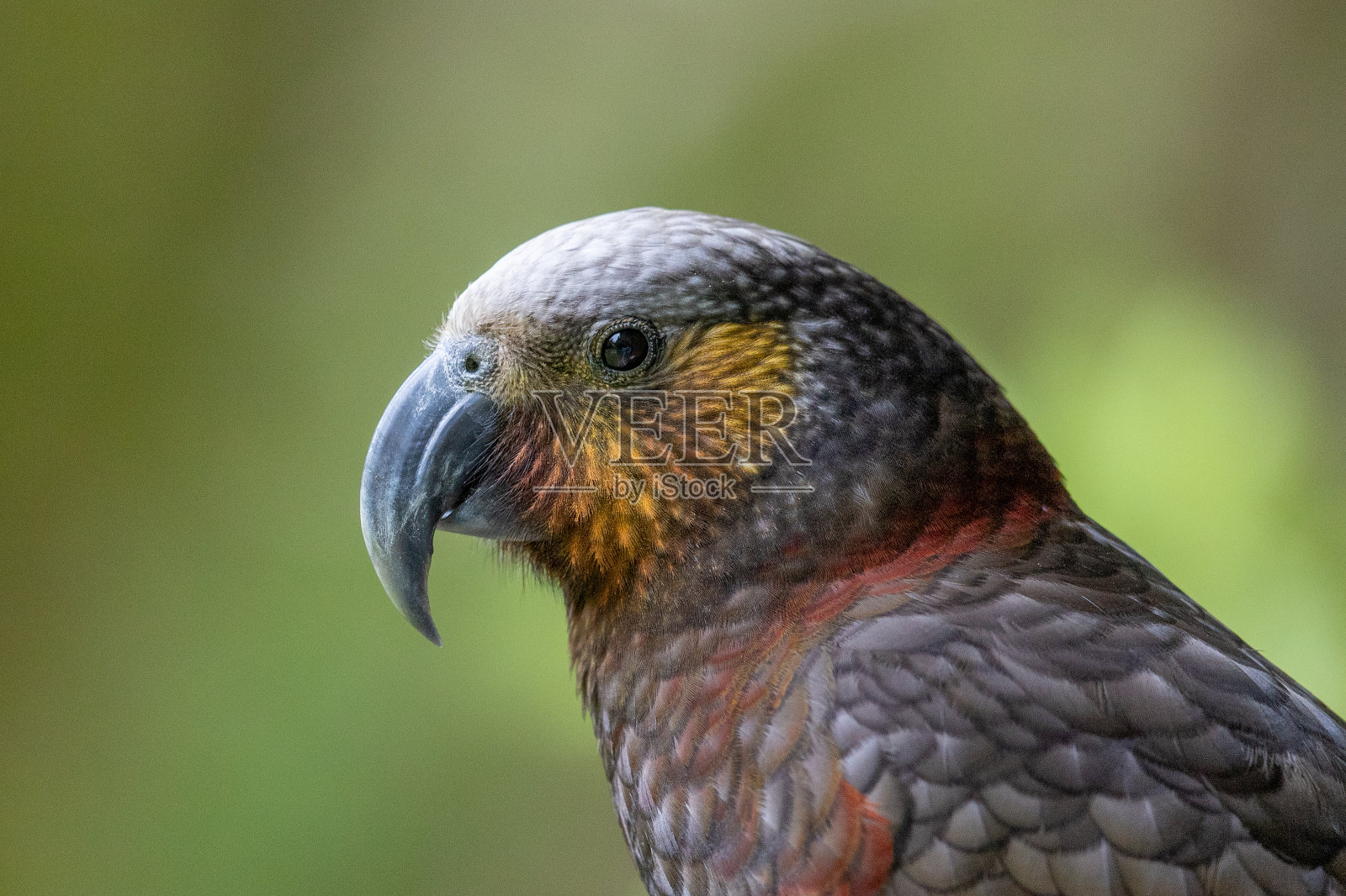 新西兰北岛卡卡鹦鹉照片摄影图片