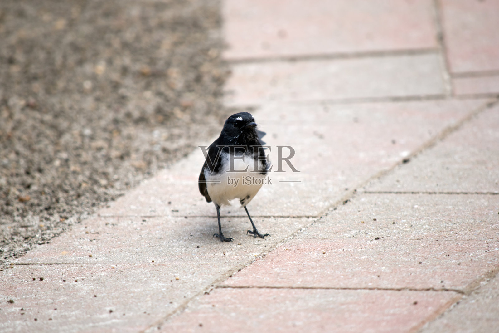 摇摆鸡是一种黑白相间的小鸟照片摄影图片
