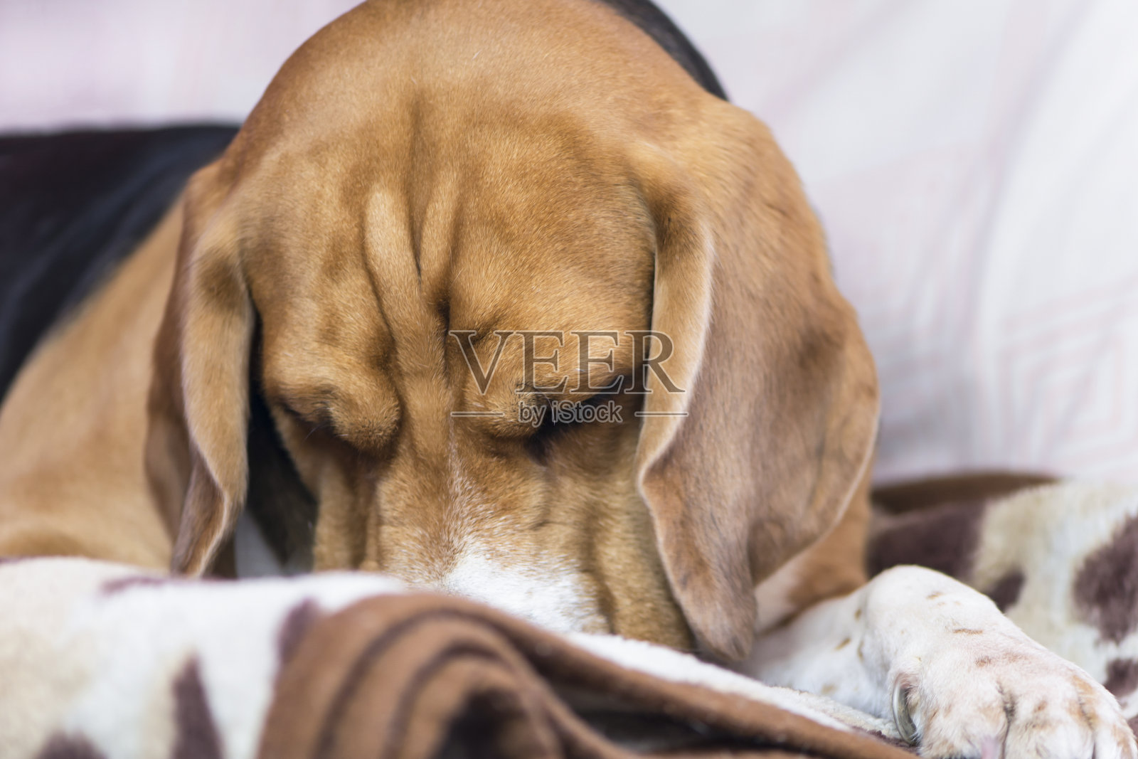 一张可爱的小猎犬的脸照片摄影图片