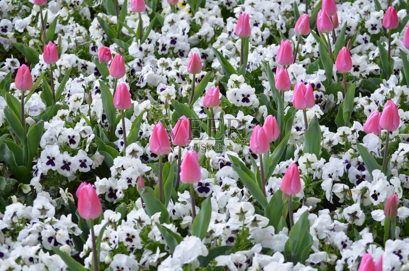 许多生动的粉红色郁金香和白色三色堇的侧视图在一个阳光明媚的春天的一天，美丽的户外花卉背景与软焦点拍摄照片摄影图片