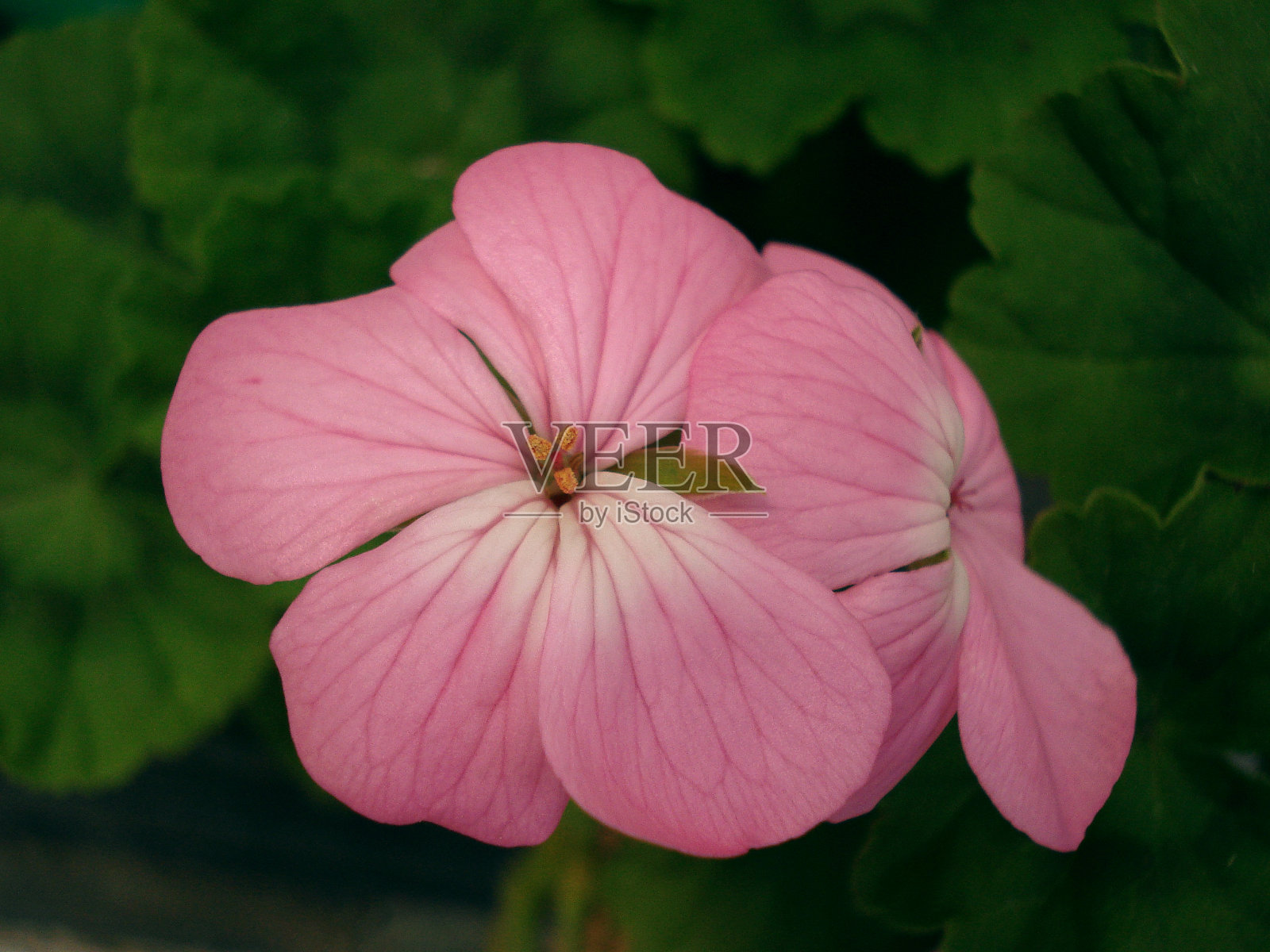 geralium花照片摄影图片