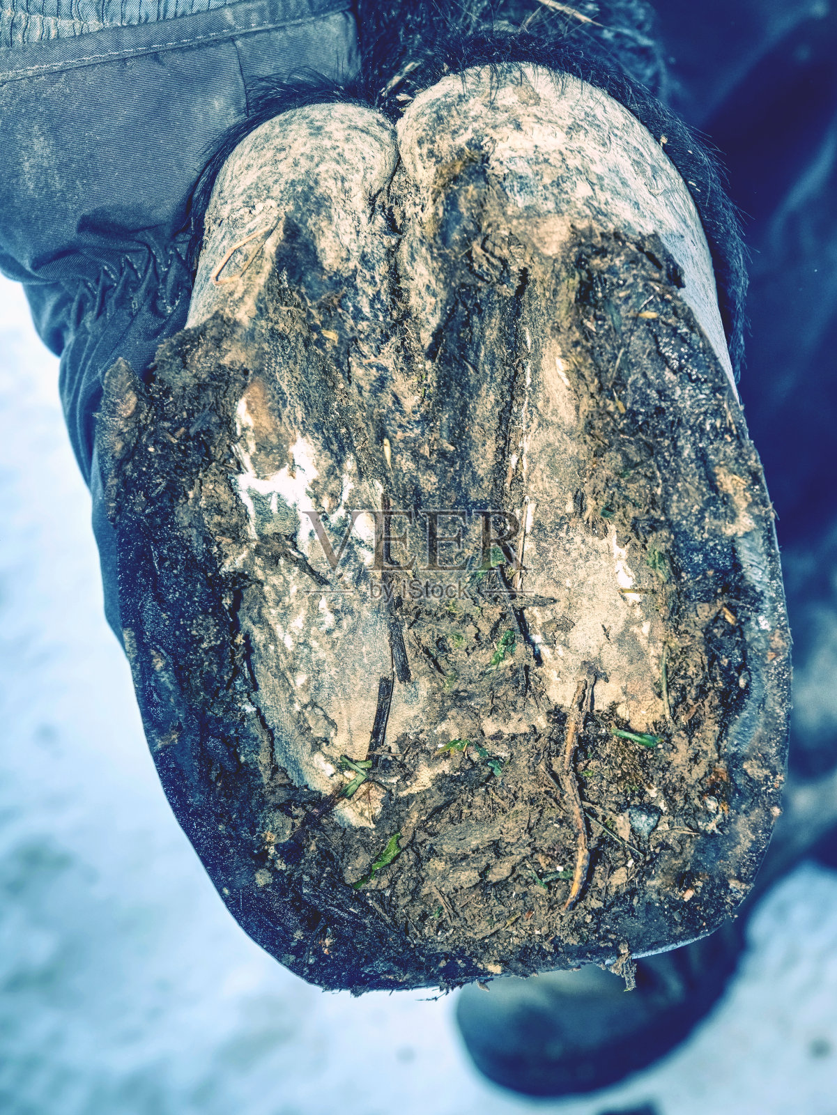 有马蹄铁的马蹄，腿打过的马。照片摄影图片