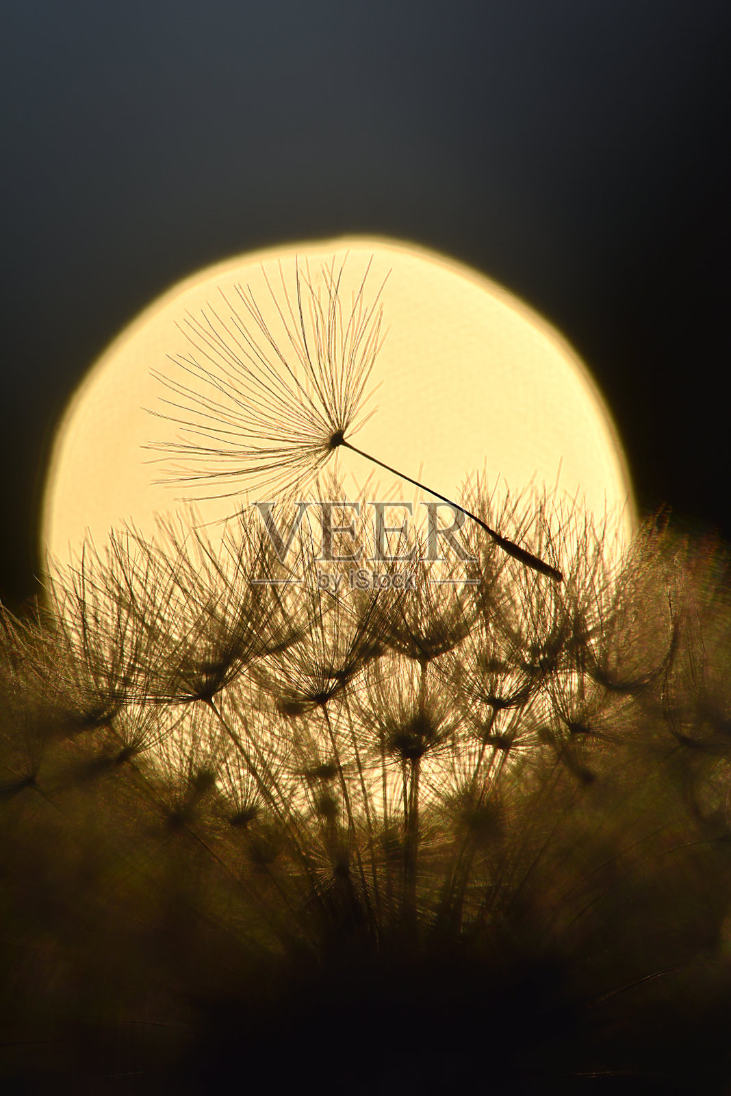 蒲公英种子在太阳前面照片摄影图片