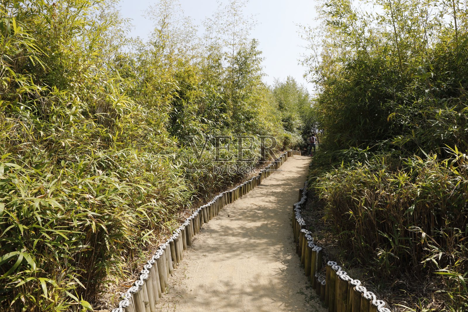 竹林路径照片摄影图片