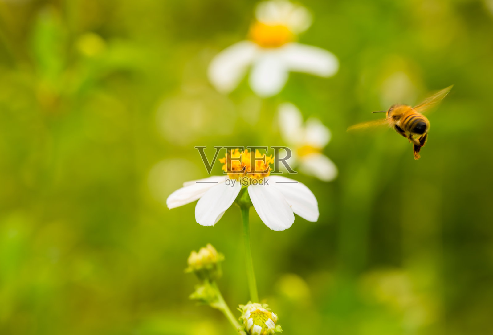 蜜蜂在田野里吃花粉照片摄影图片
