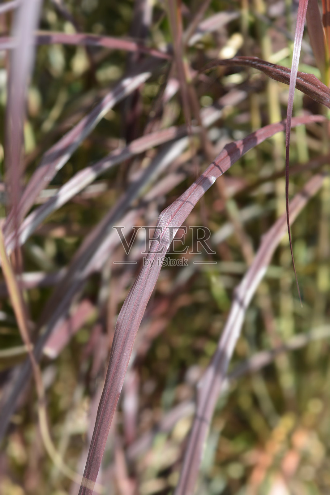 紫泉草照片摄影图片