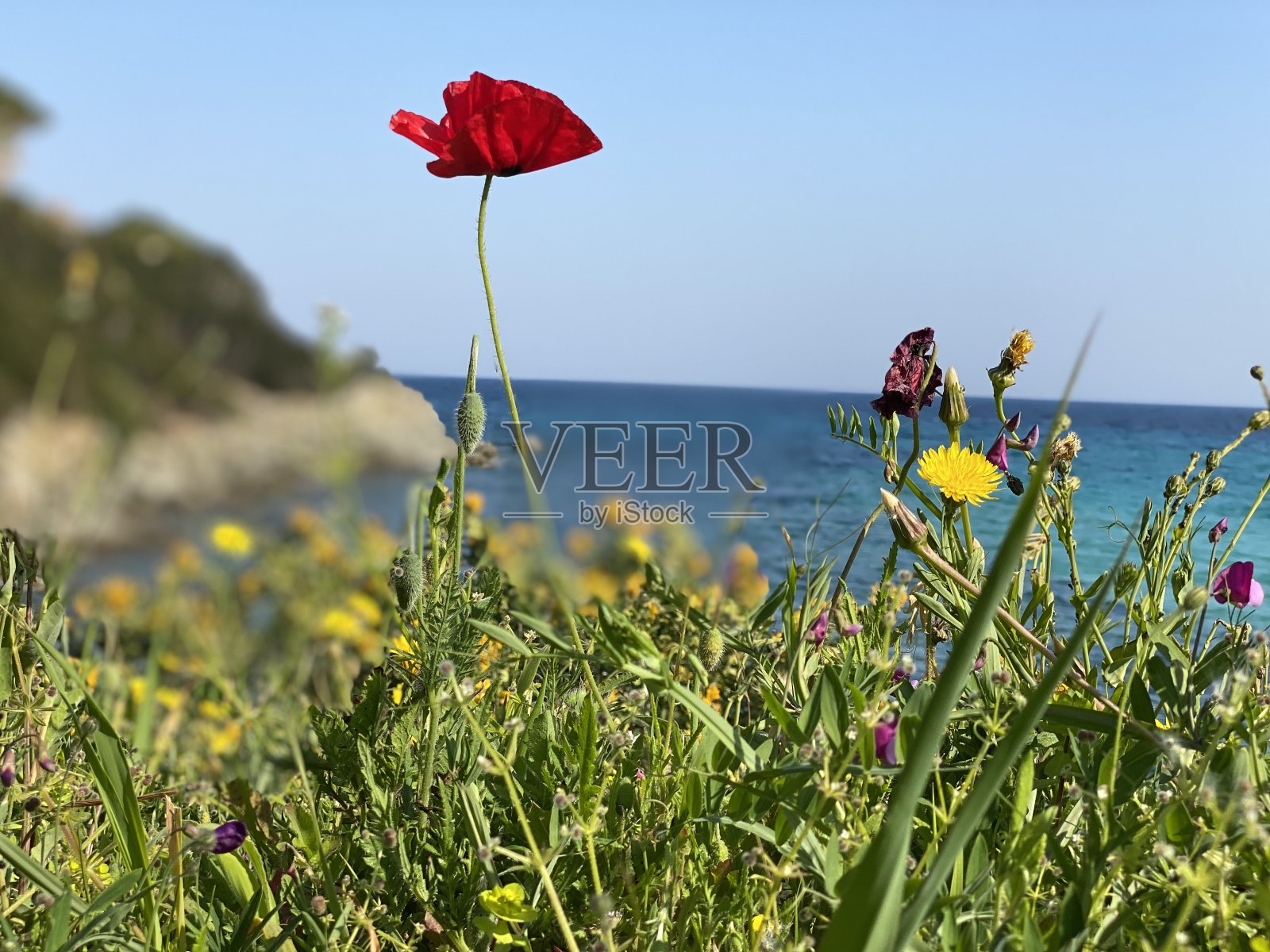 春天的花儿在海边照片摄影图片