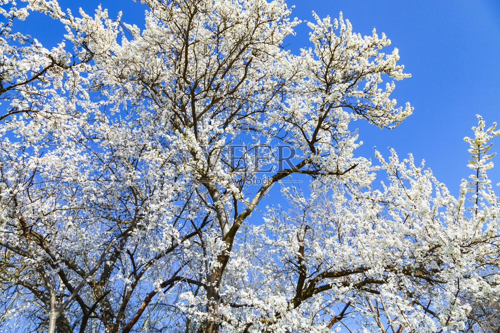 盛开的樱桃对着天空。照片摄影图片