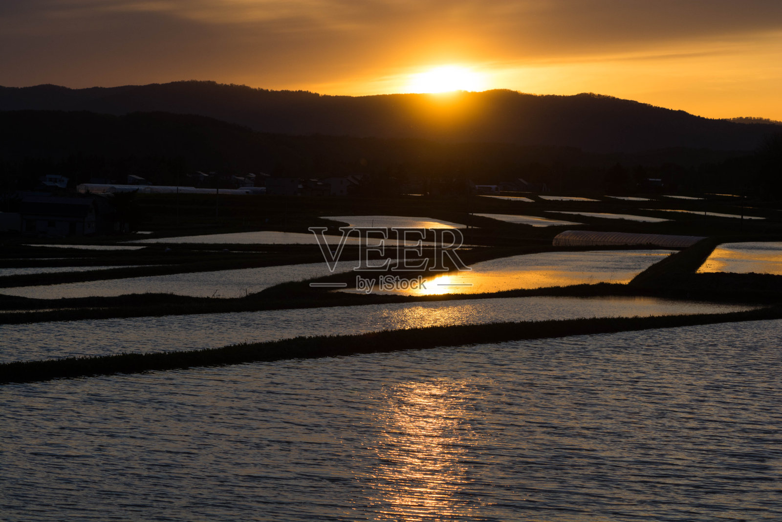 稻田反射着夕阳照片摄影图片