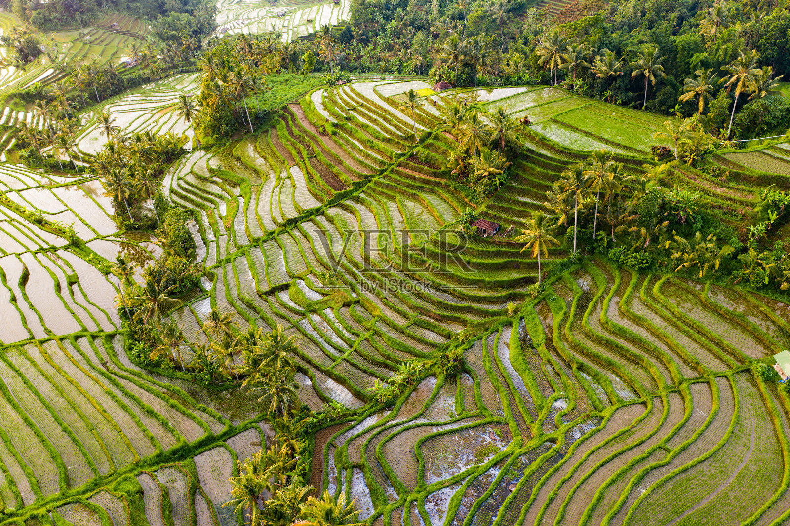 巴厘岛，鸟瞰日出中的Jatiluwih梯田。照片摄影图片