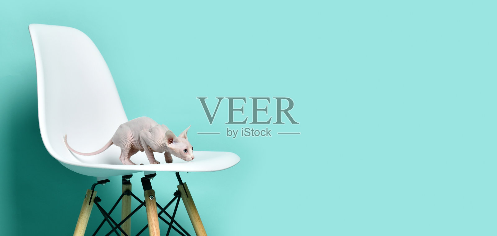 加拿大淡粉色斯芬克斯猫小猫坐在现代椅子上照片摄影图片