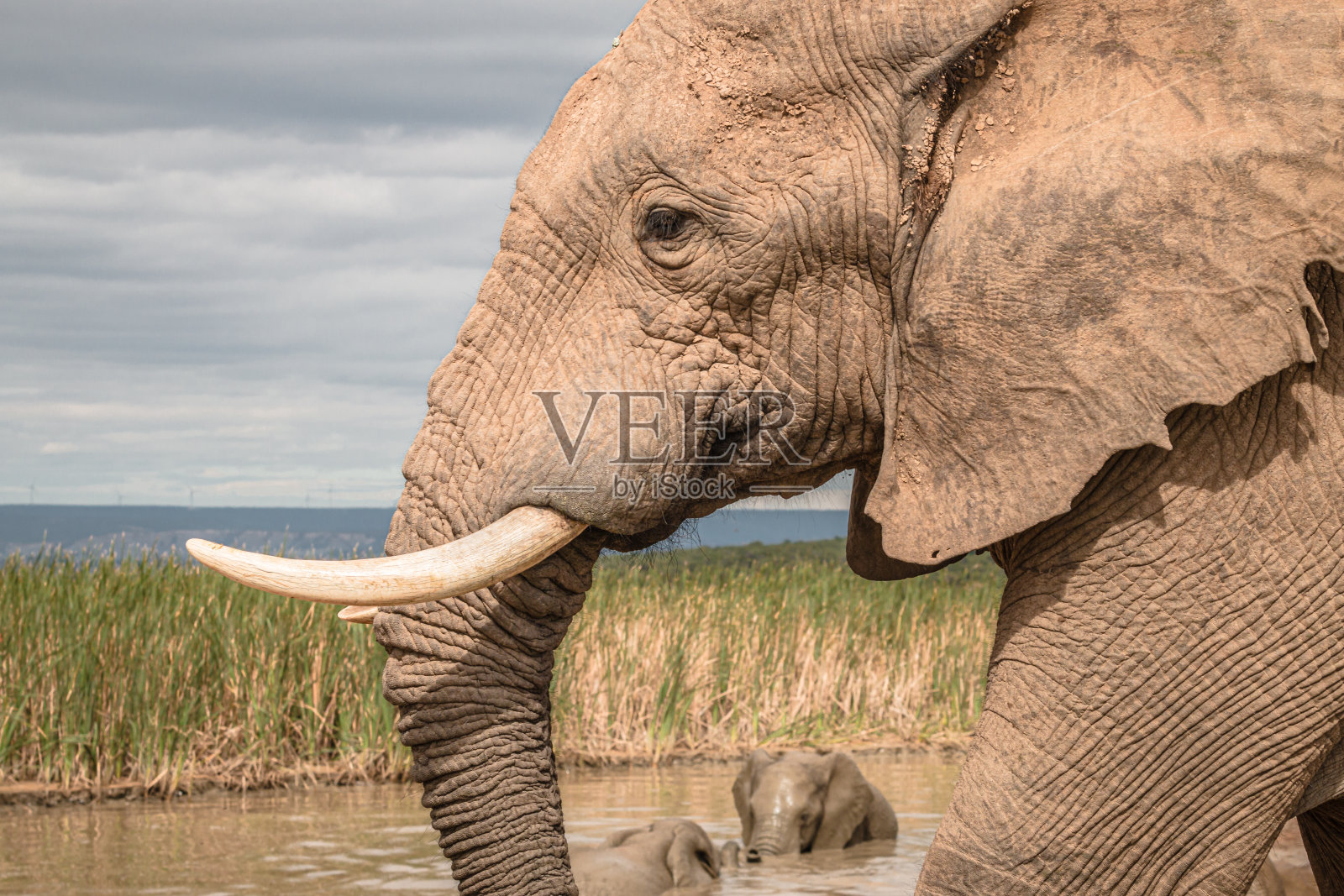 一只非洲大象走过一个水坑照片摄影图片
