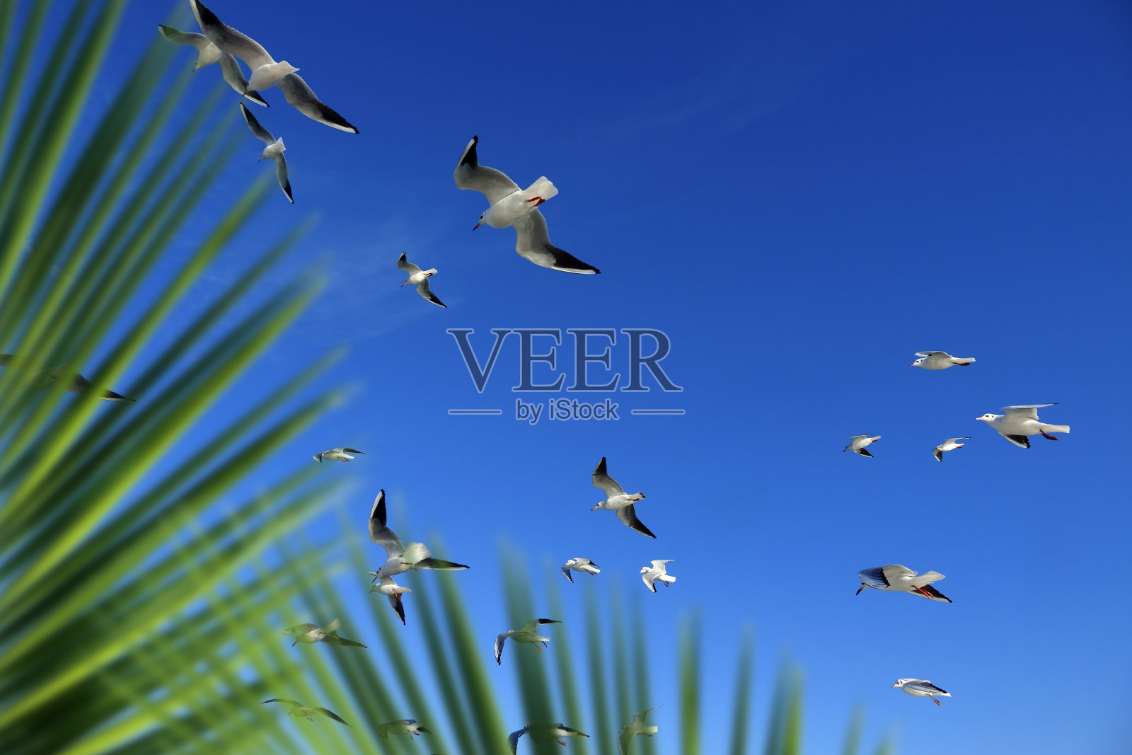 一群海鸥和棕榈树叶照片摄影图片