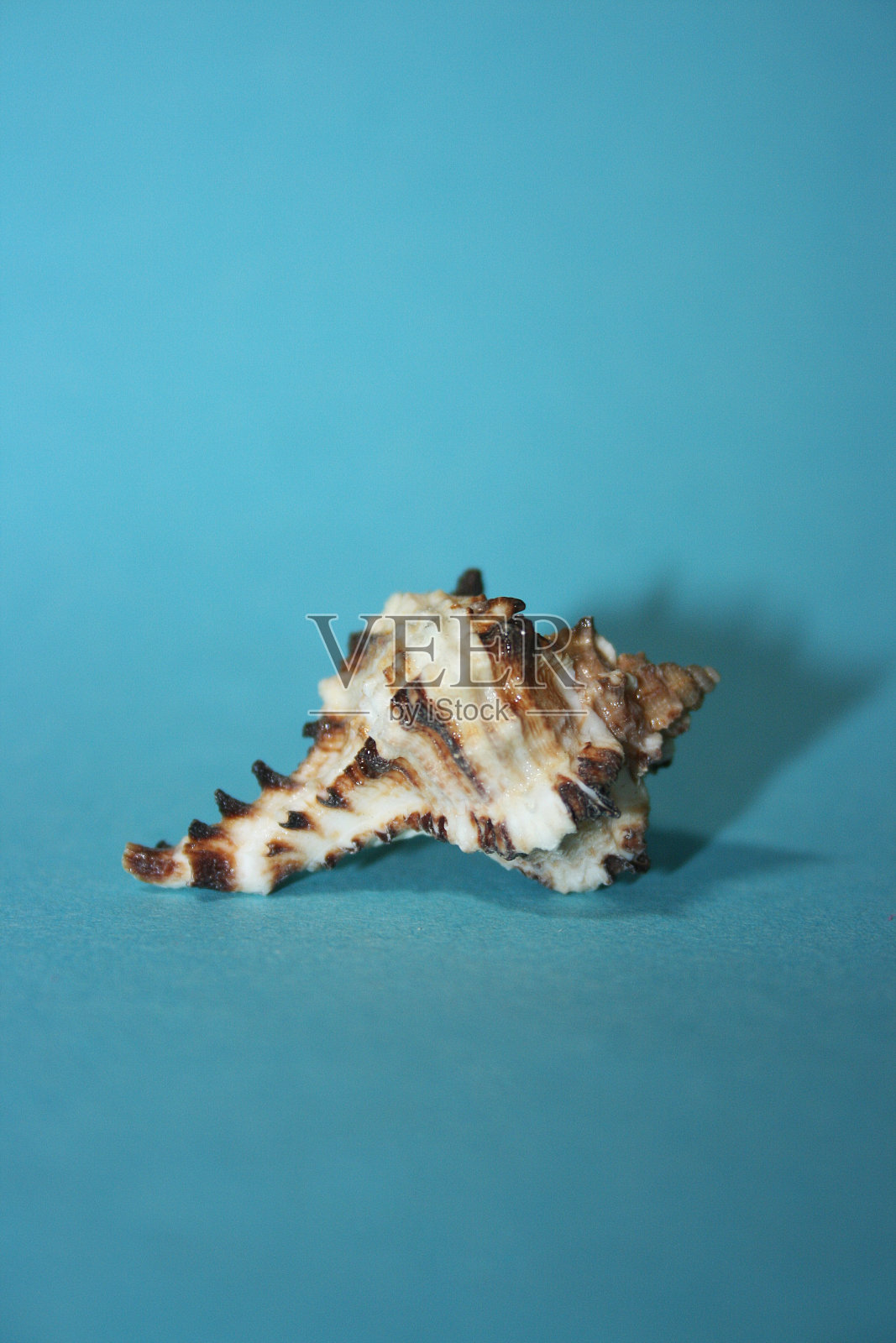 蓝色背景上的海贝壳照片摄影图片