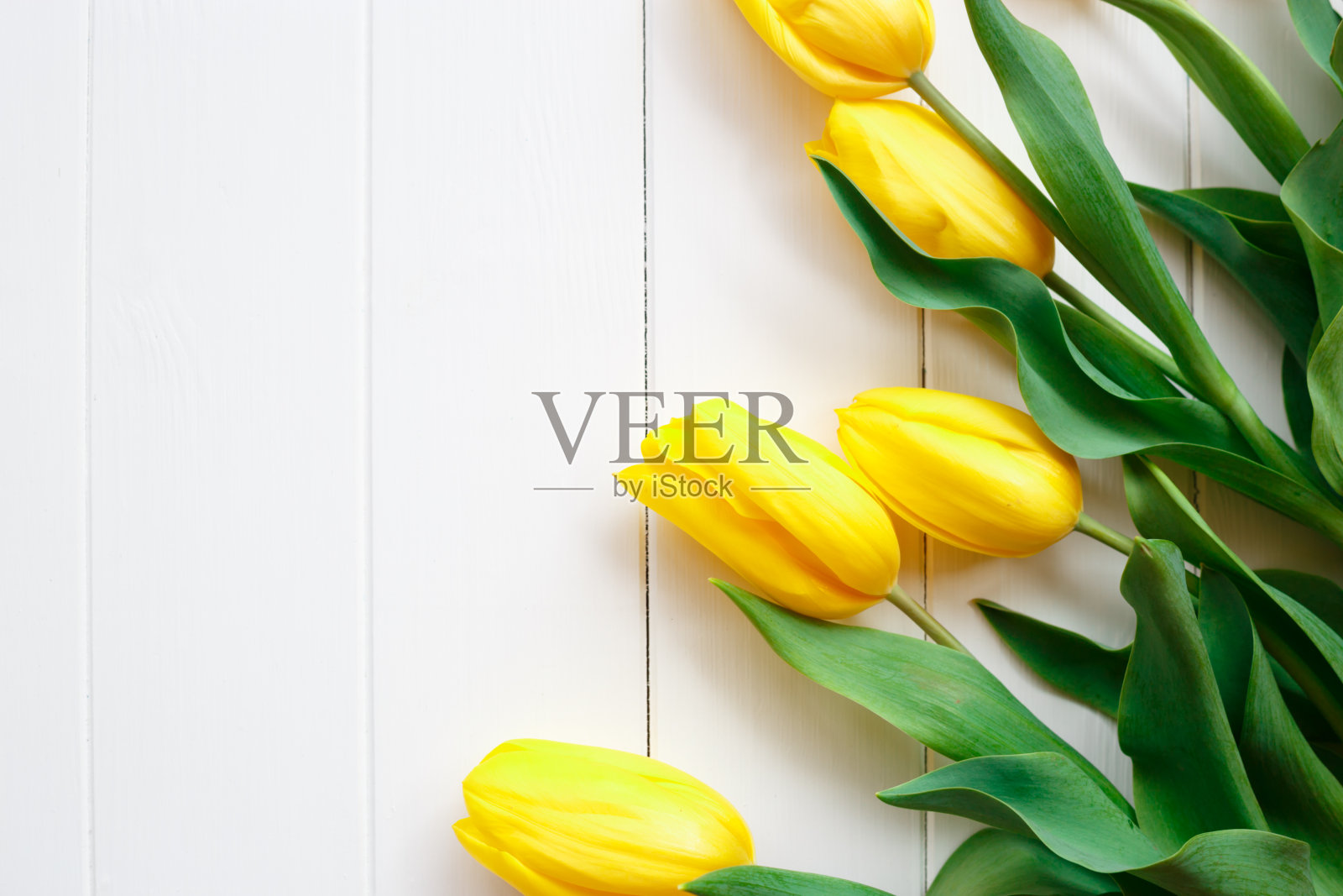 白色背景上美丽清新的春天郁金香。照片摄影图片