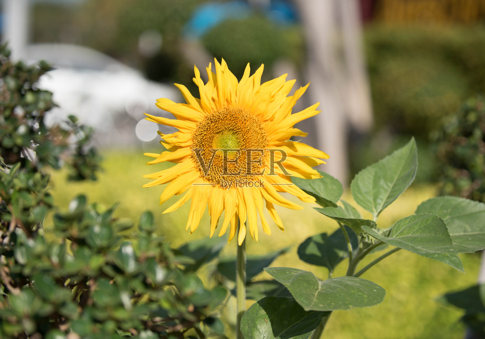 领域的向日葵照片摄影图片