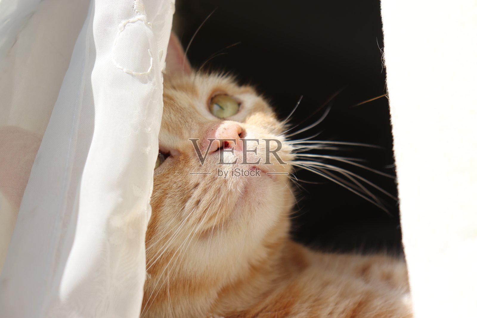 猫躲在窗帘后面，向上看。照片摄影图片
