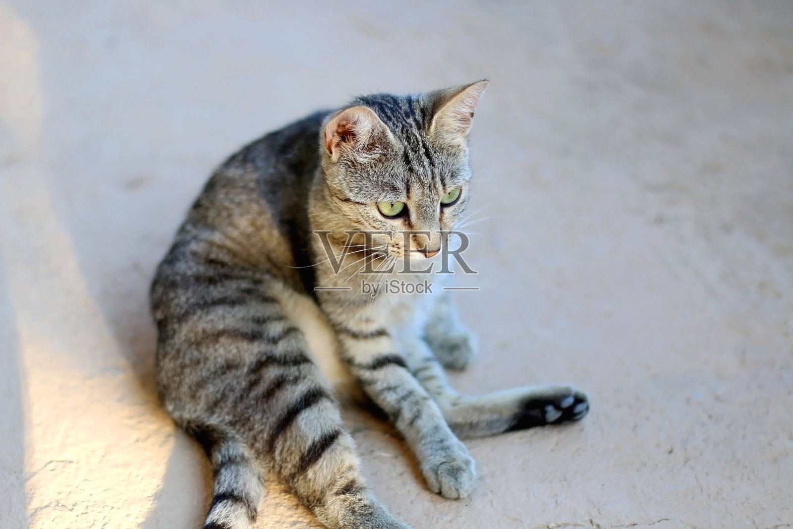 家猫照片摄影图片