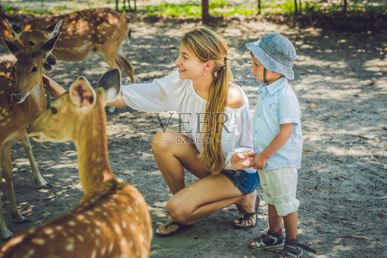 母亲和儿子喂养美丽的鹿从手在一个热带动物园照片摄影图片