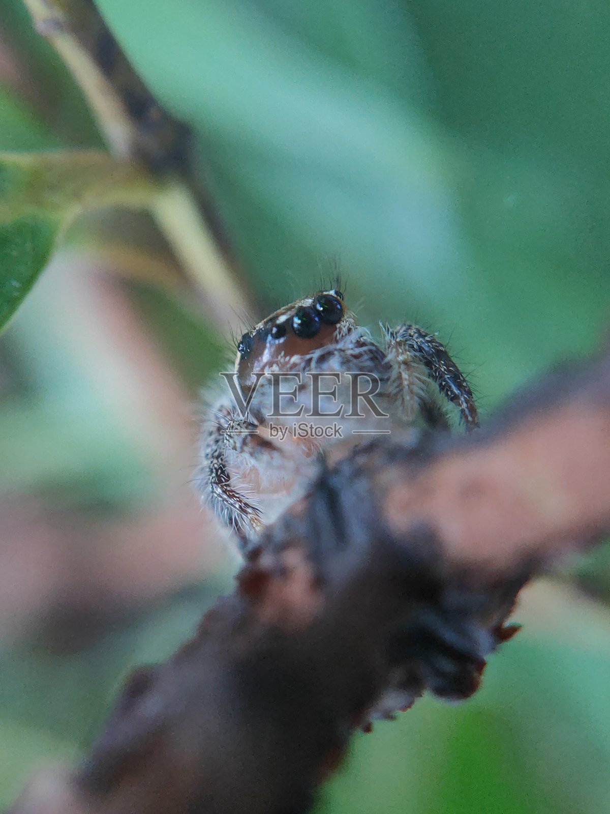 菲迪普斯或跳蛛是一个微距摄影对象使用一个非常有趣的智能手机照片摄影图片