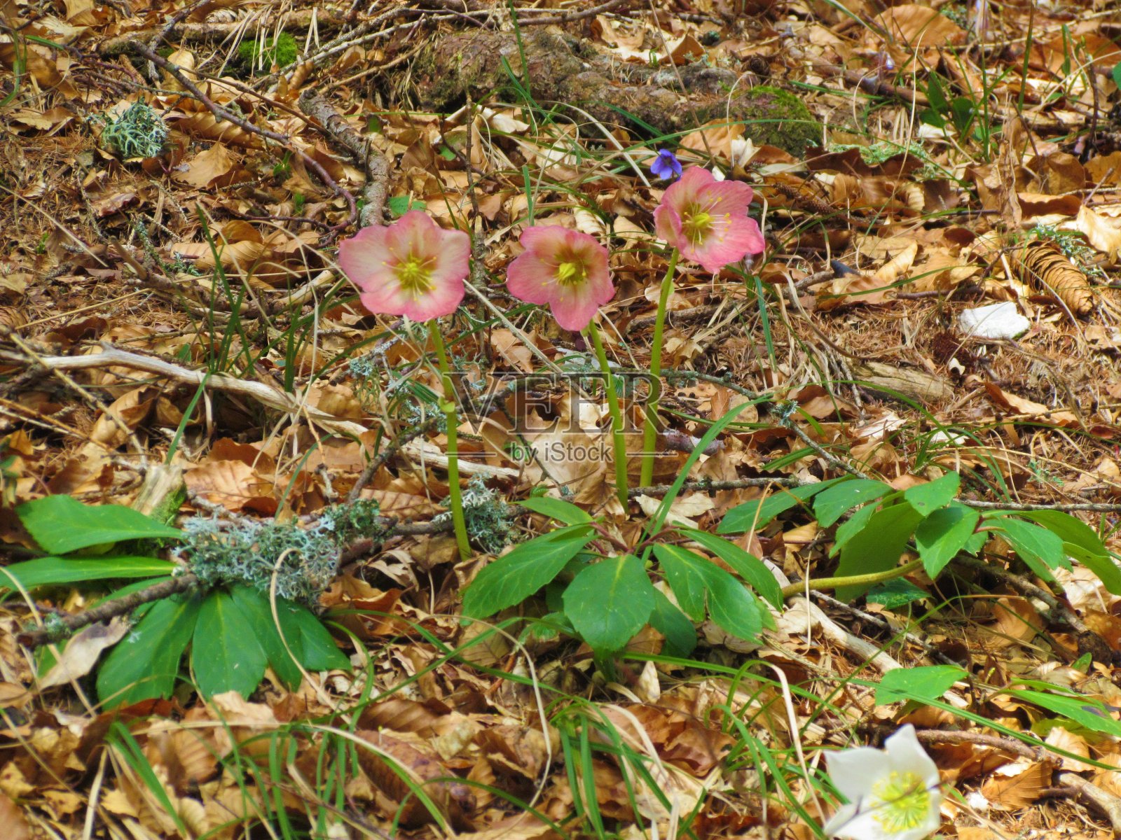 圣诞玫瑰或黑色嚏根草照片摄影图片