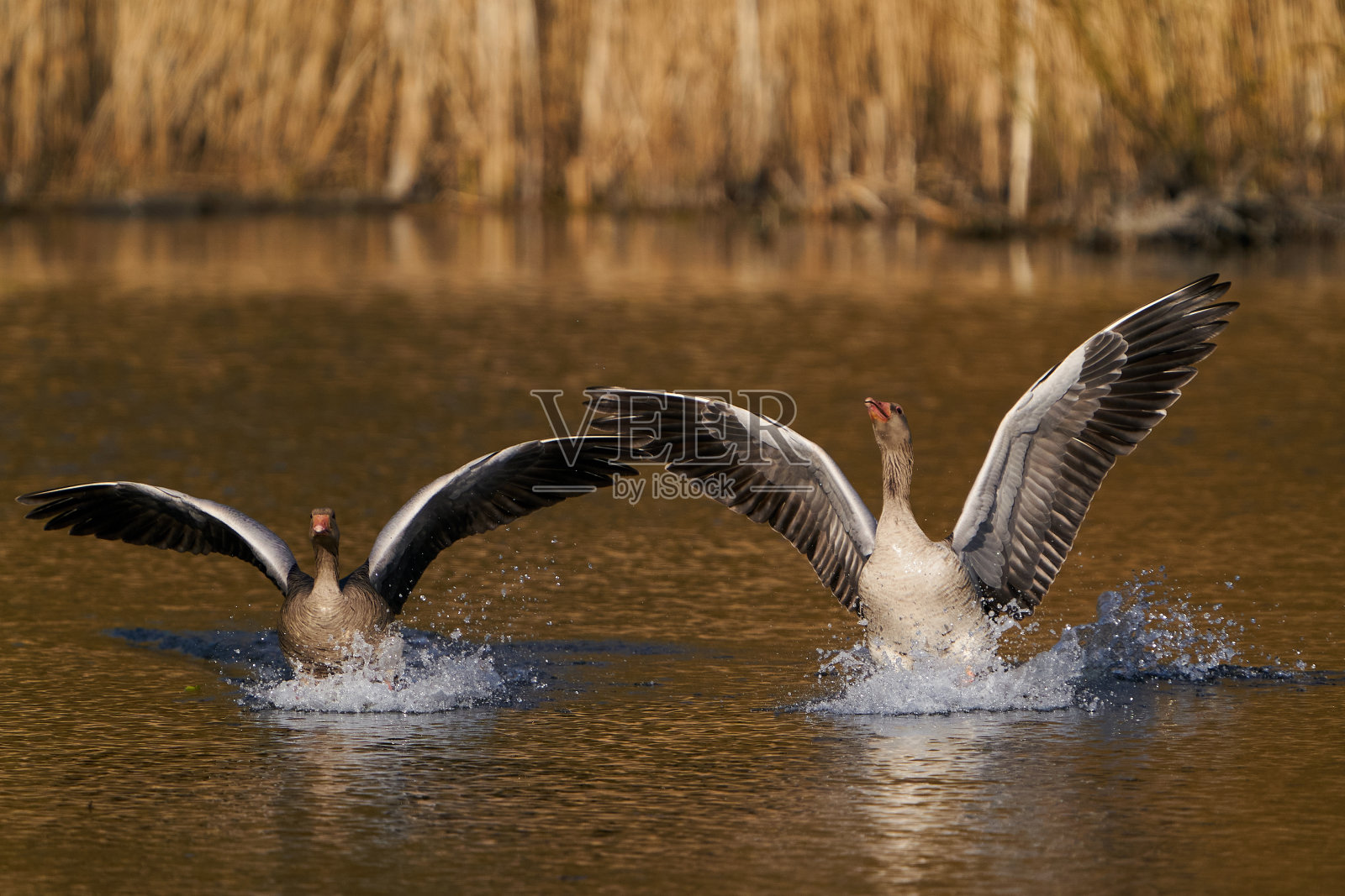 灰雁鹅(考虑)照片摄影图片