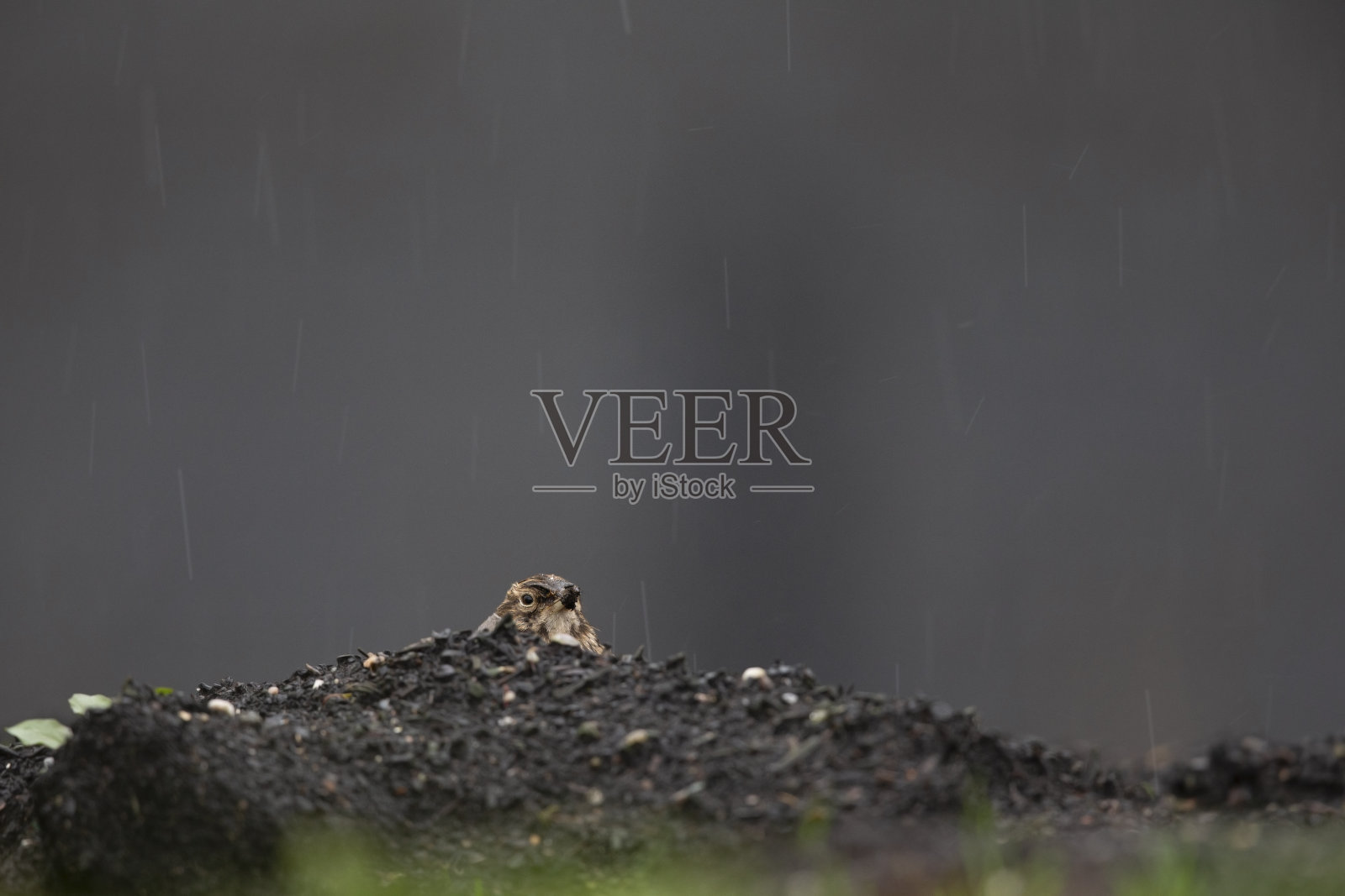 一只在荷兰市中心休息的凤头云雀的侧视图。照片摄影图片