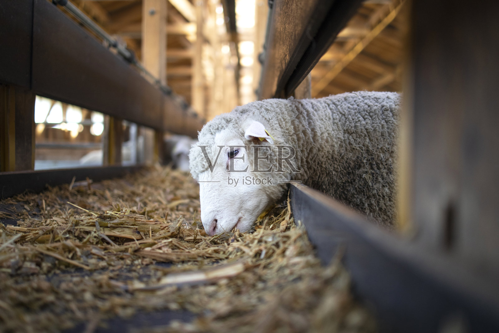 在牛场羊圈里，羊正在吃自动传送带给料机里的食物。饥饿的母羊在牲畜的木棚里咀嚼干草或三叶草。照片摄影图片
