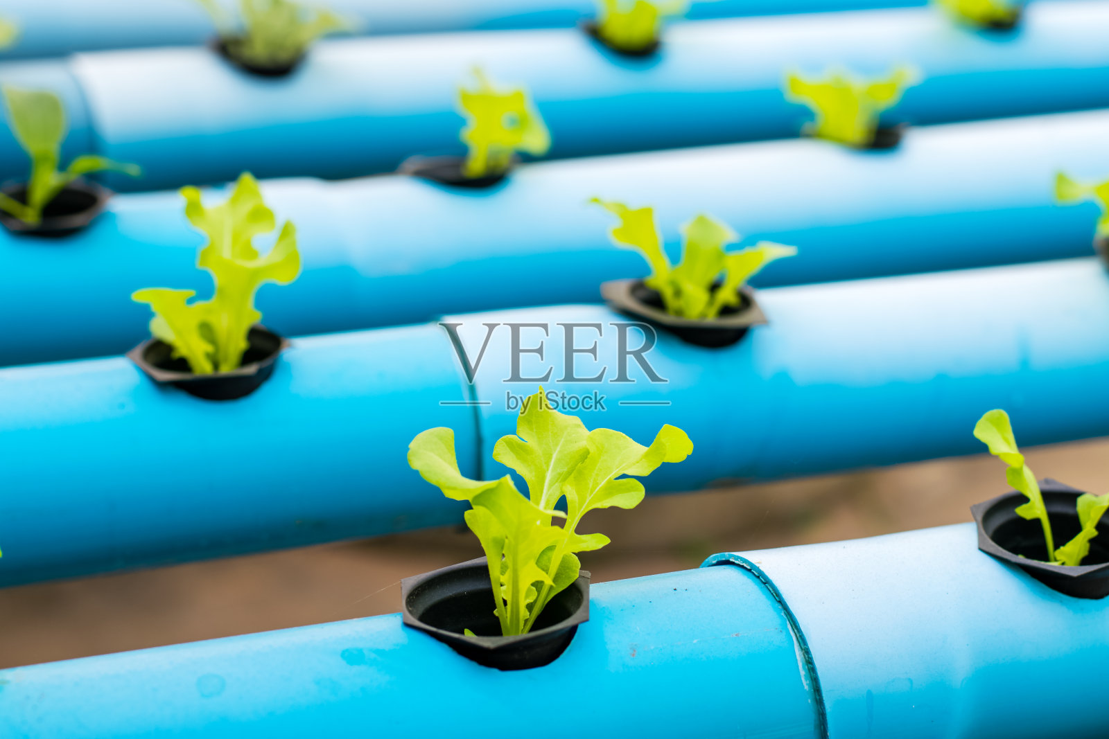 年轻的生菜沙拉照片摄影图片