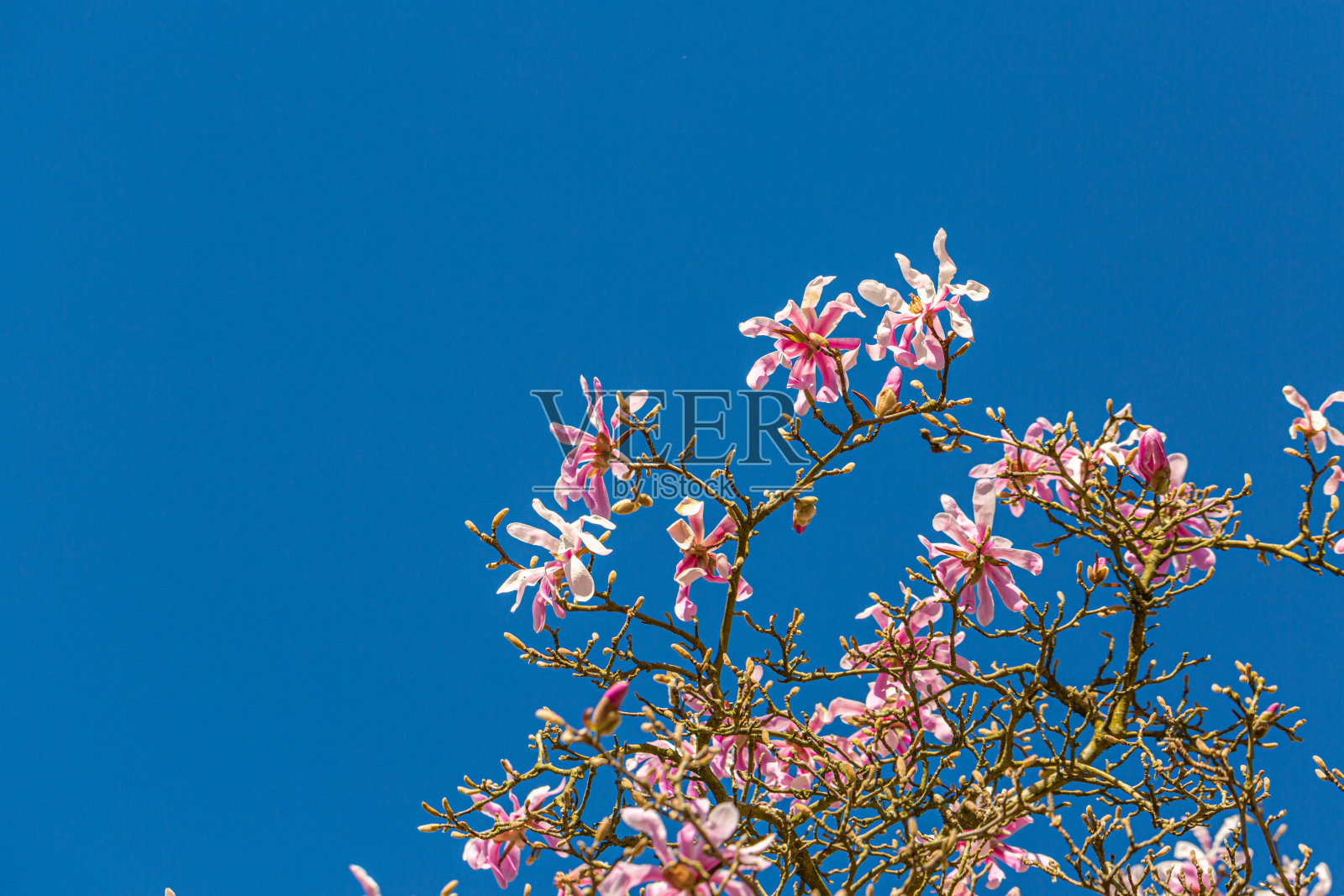 春天，公园的树枝上挂着粉红色的玉兰。花园中盛开的花朵以柔和的焦点。蓝色的天空。照片摄影图片