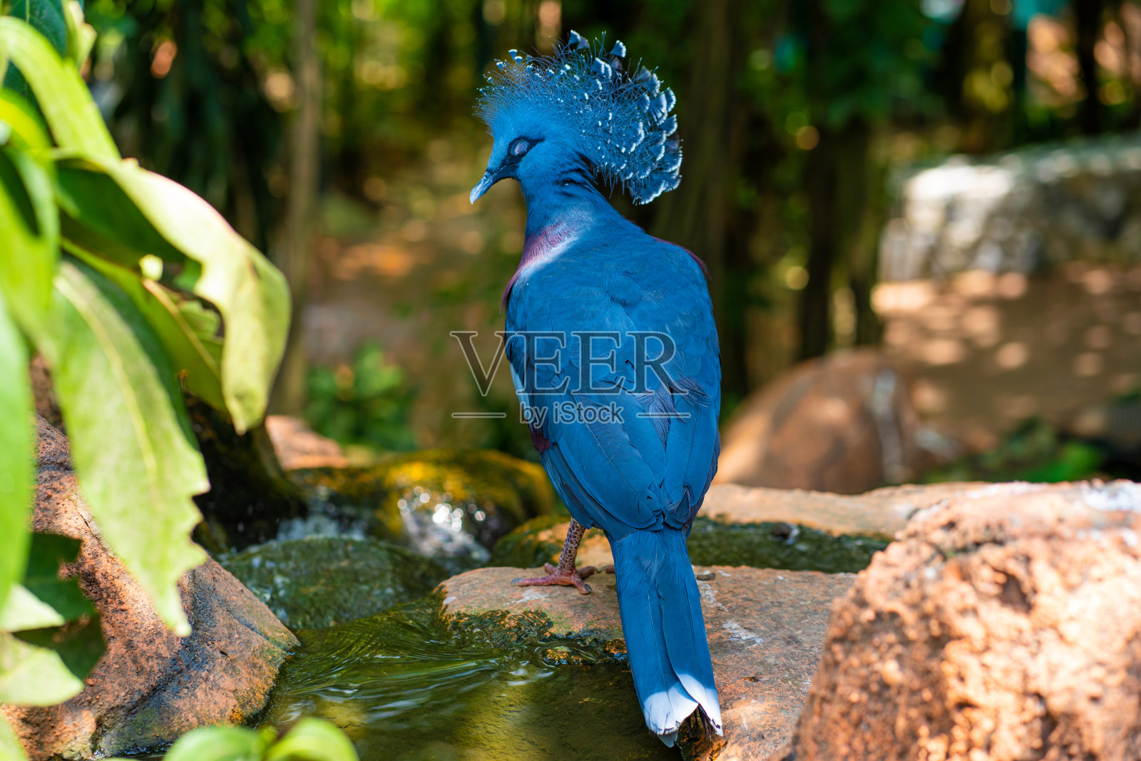 绿色公园里罕见的冠鸽。美丽的大自然。观鸟照片摄影图片