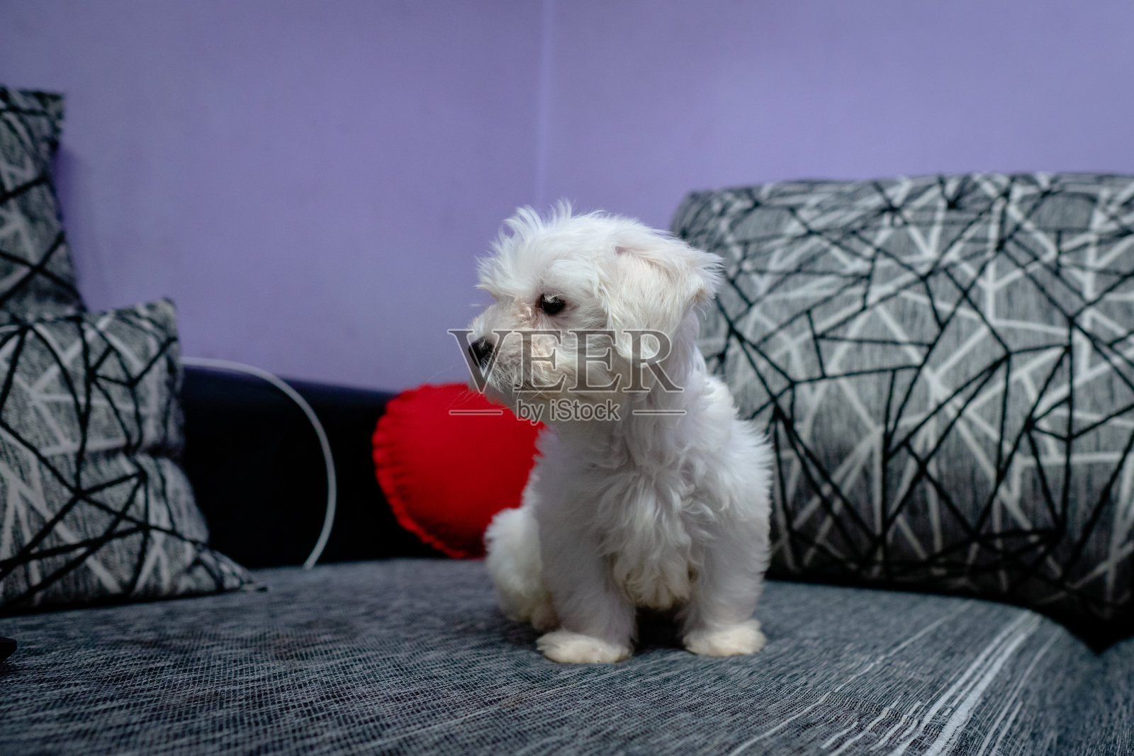 一只马耳他小狗坐在沙发上照片摄影图片