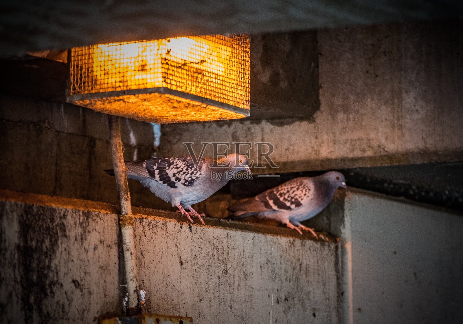 桥下的鸽子照片摄影图片