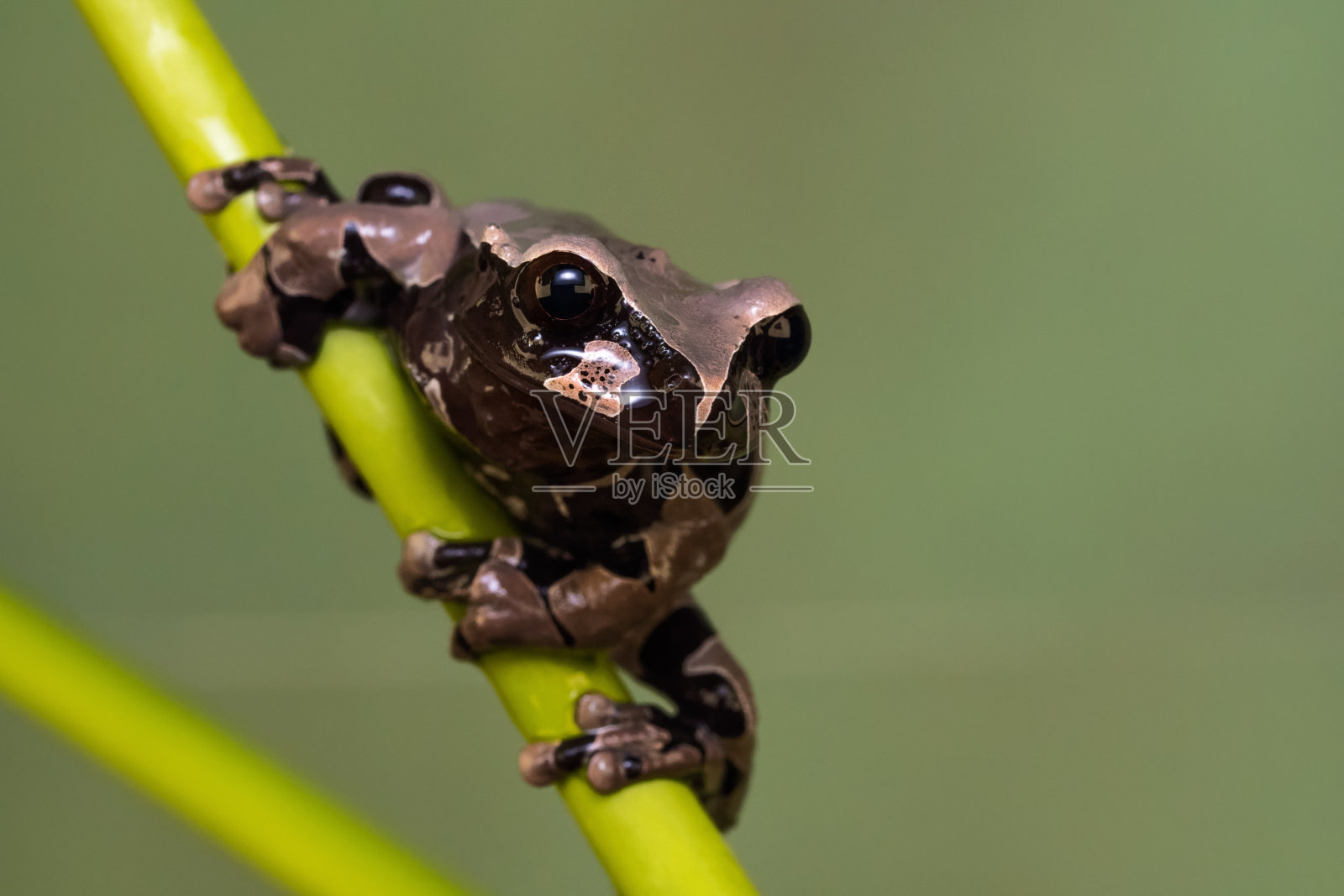 Spiny-headed树蛙照片摄影图片