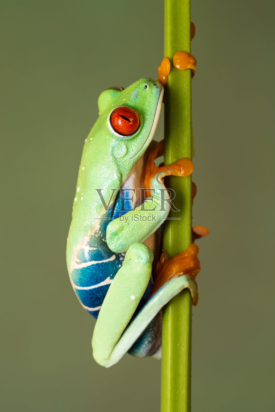 红眼树蛙照片摄影图片