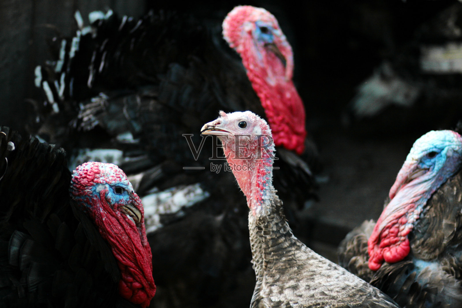 火鸡的肖像。国内的鸟。农场照片摄影图片