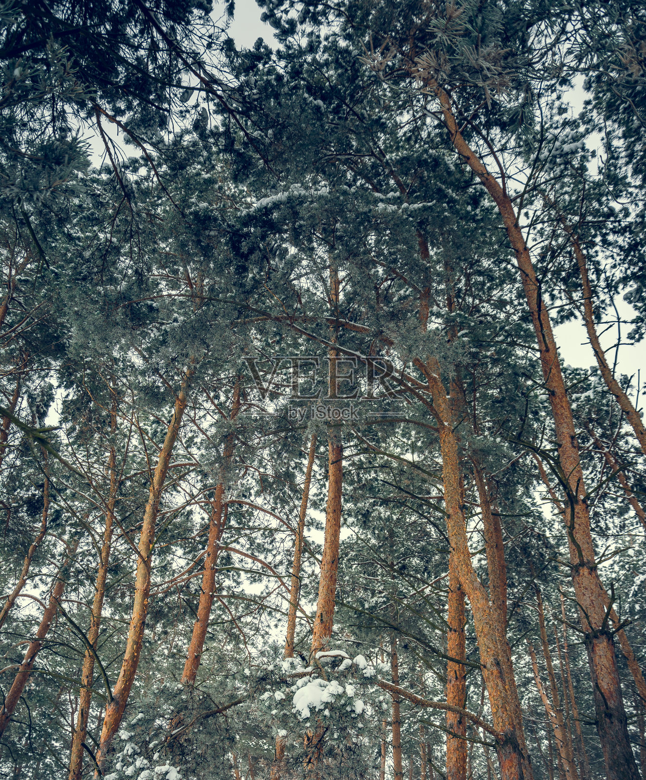 冬季森林照片摄影图片