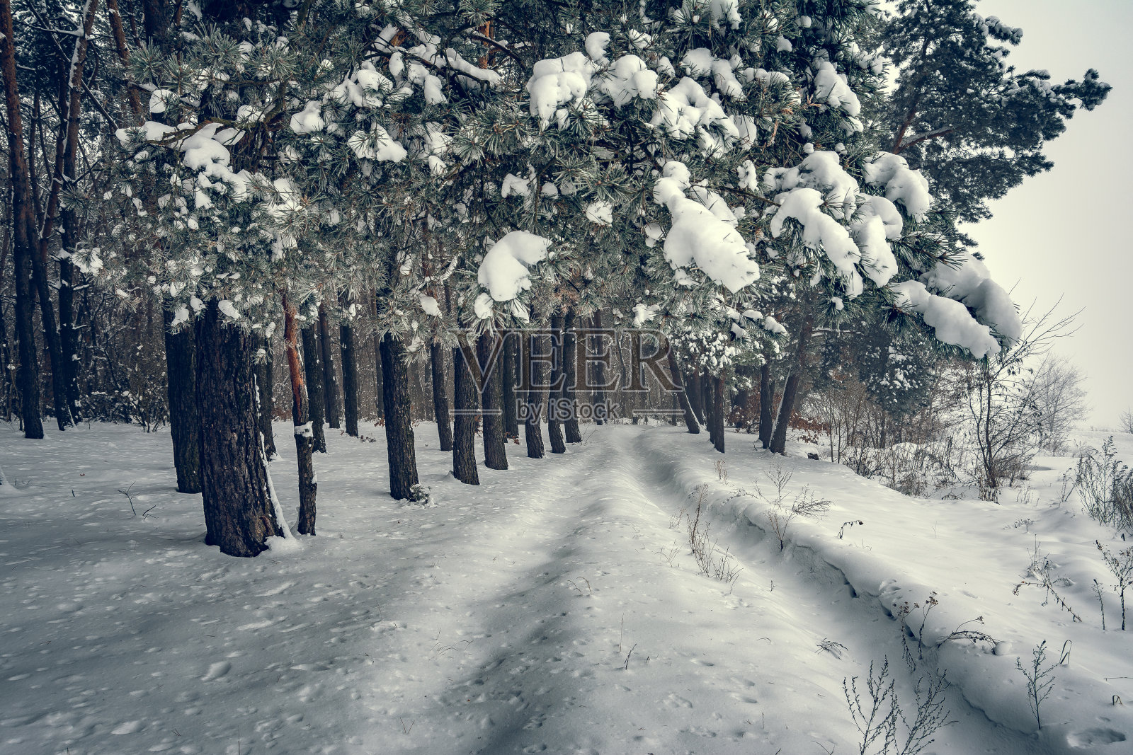 冬季森林照片摄影图片