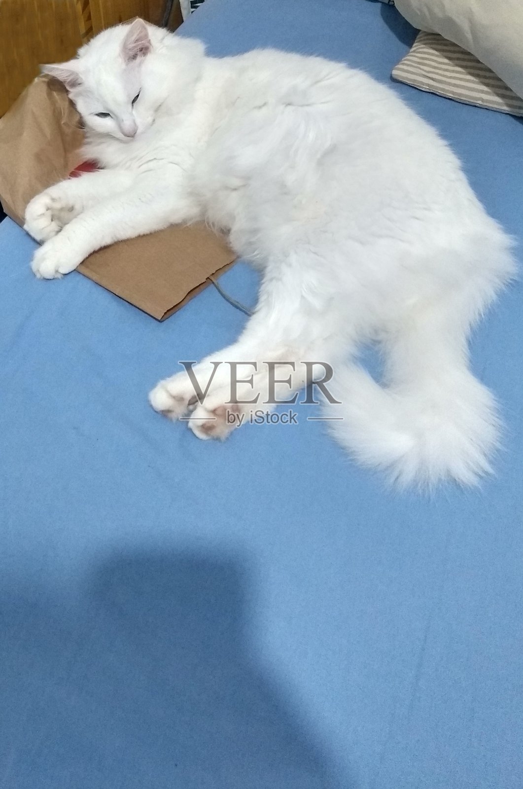 土耳其安哥拉猫照片摄影图片