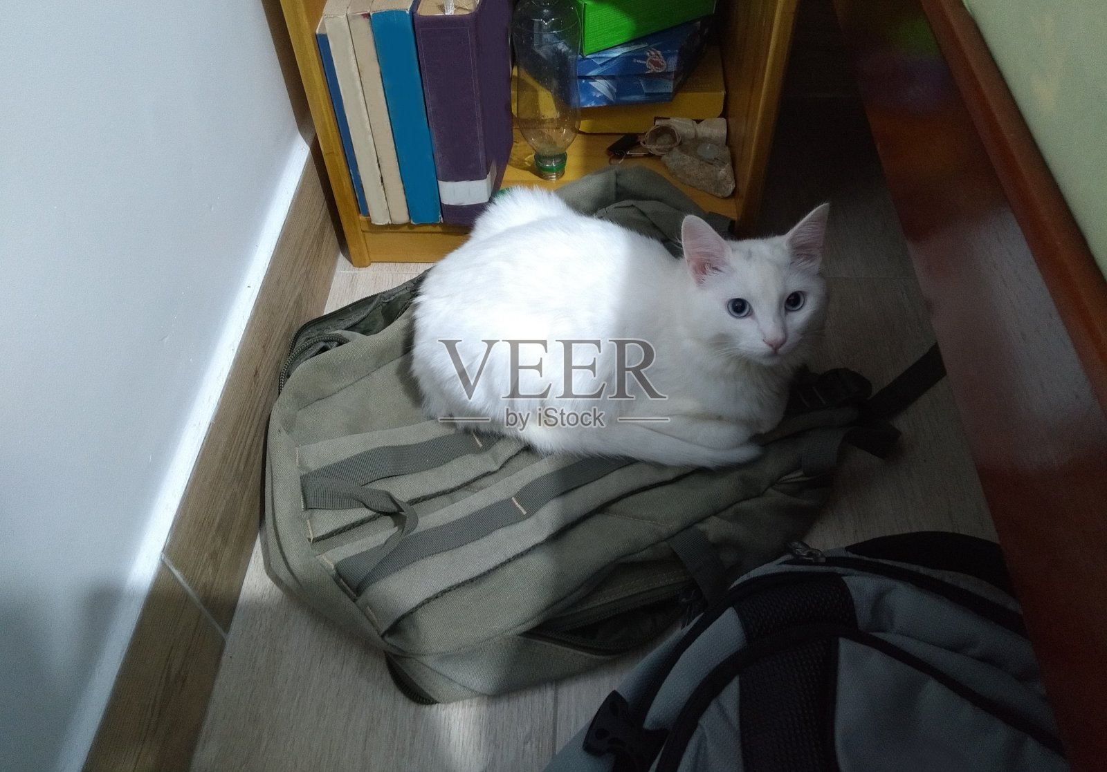 土耳其安哥拉猫照片摄影图片