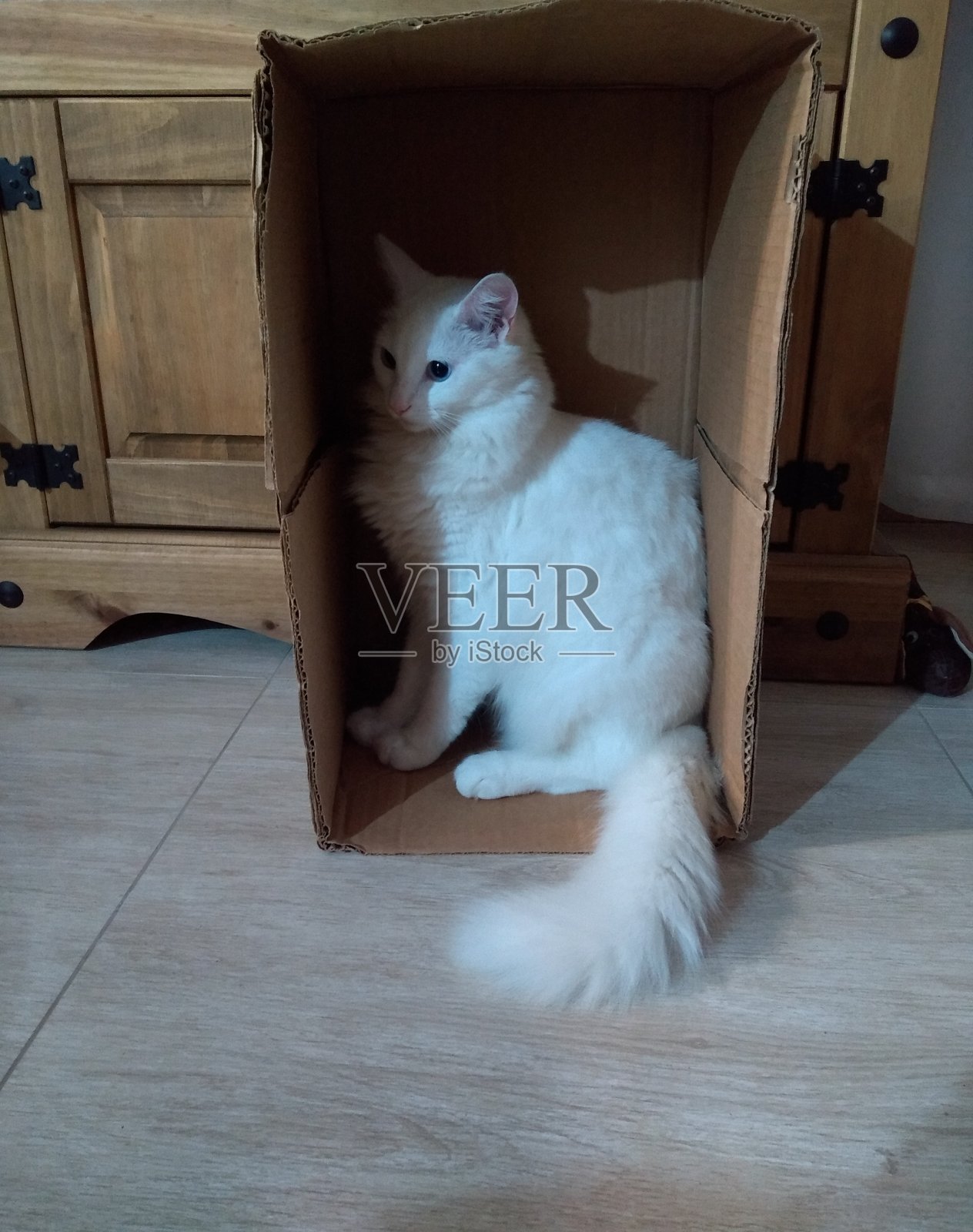 土耳其安哥拉猫照片摄影图片