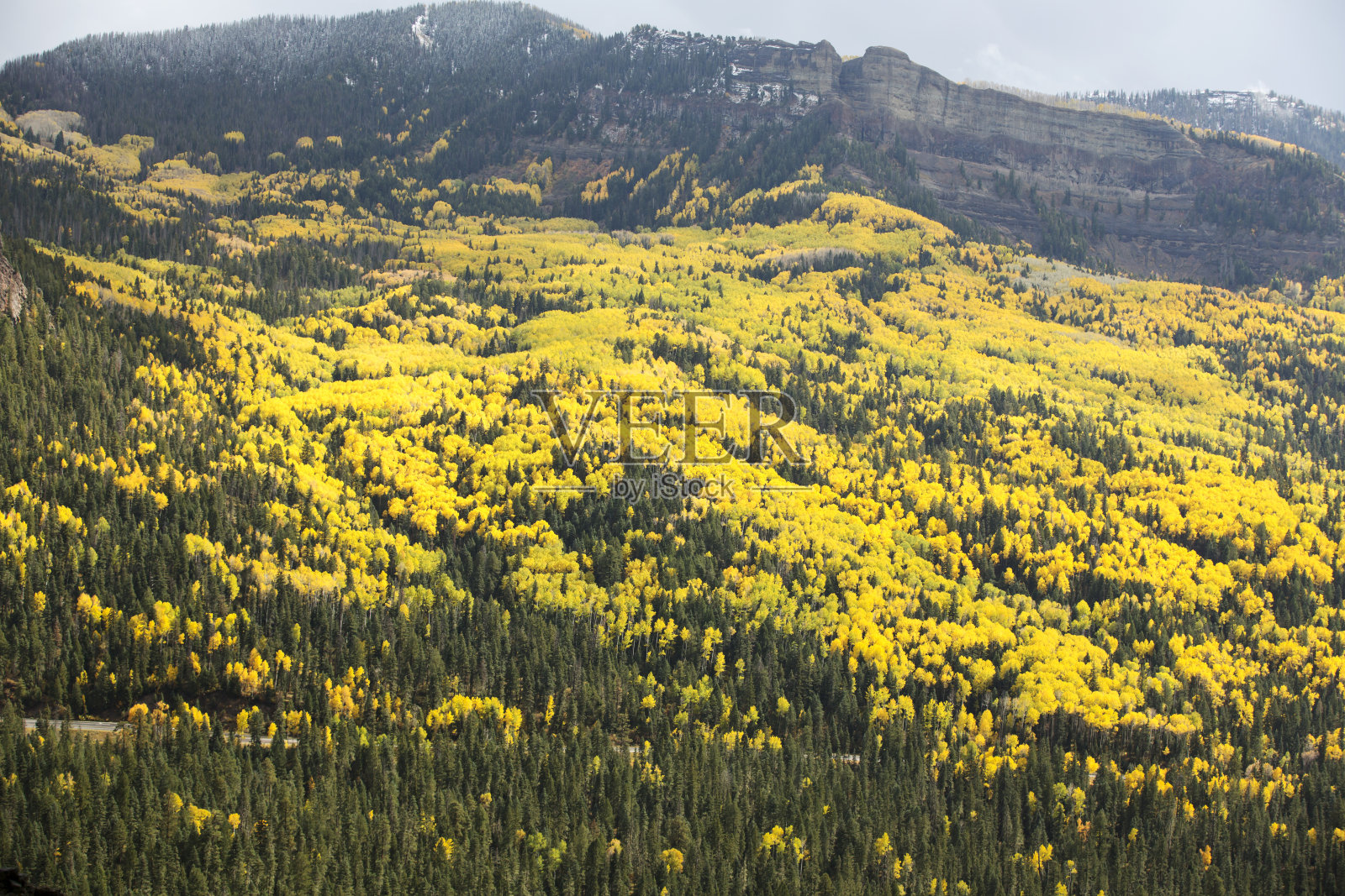 秋天，科罗拉多州山上覆盖着五颜六色的白杨树照片摄影图片