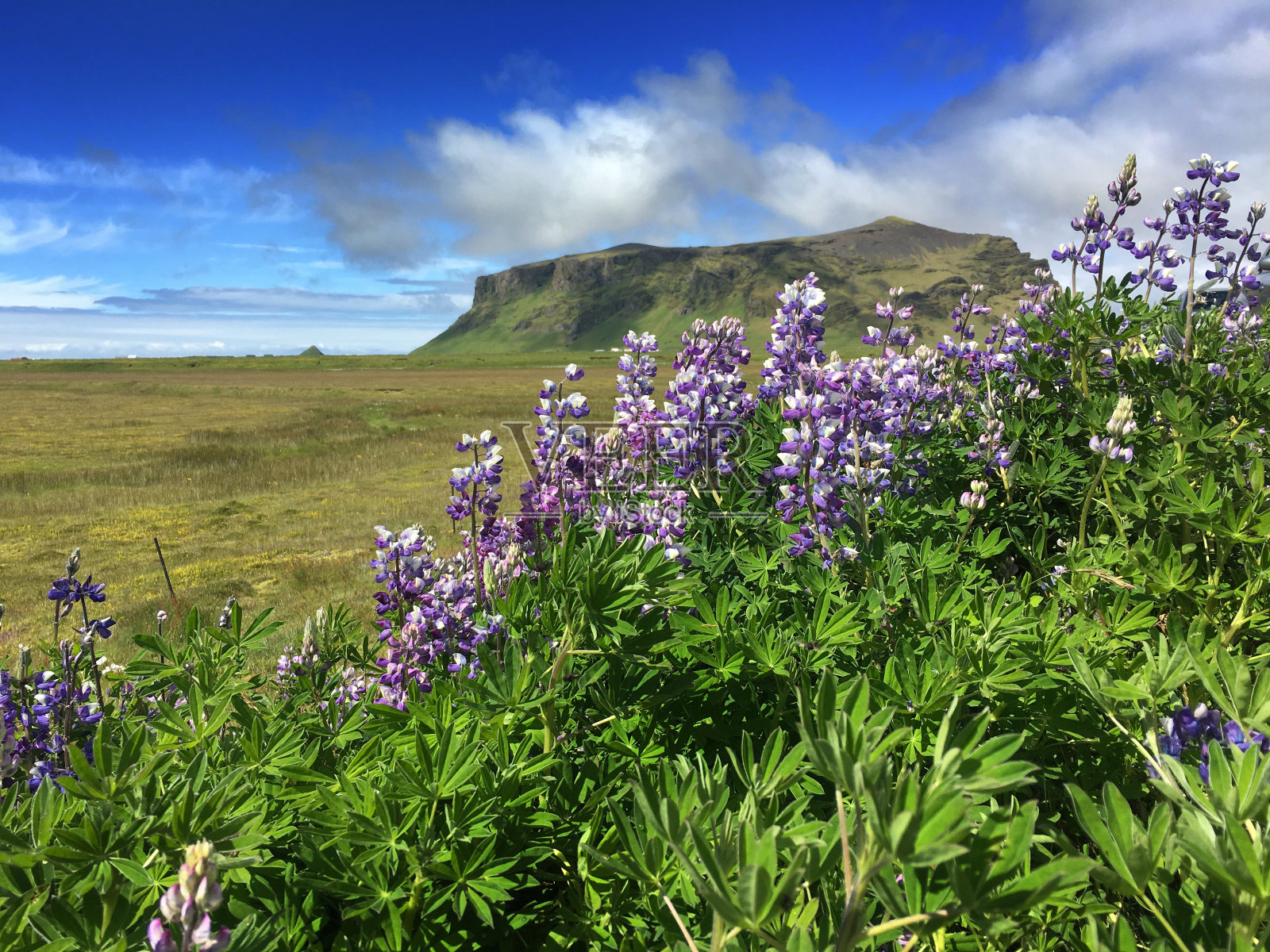 冰岛草地上的野花和蓝天下的山照片摄影图片