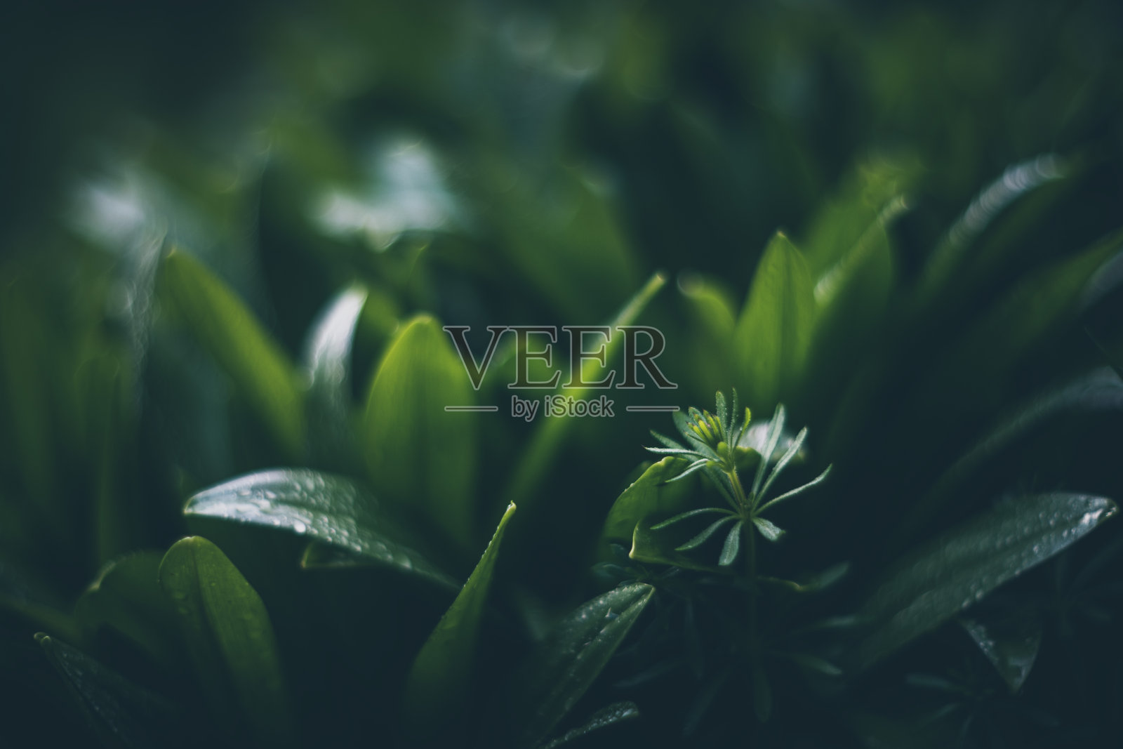 雨下的树叶复古镜头渲染照片摄影图片