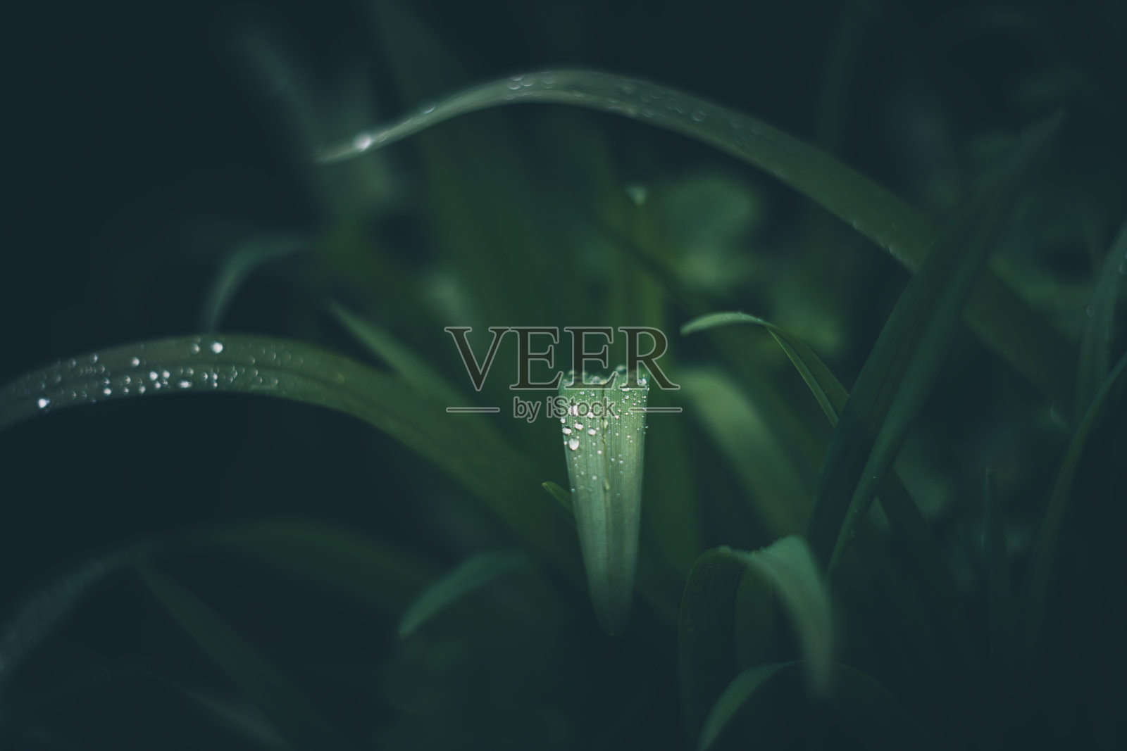 雨下的树叶复古镜头渲染照片摄影图片