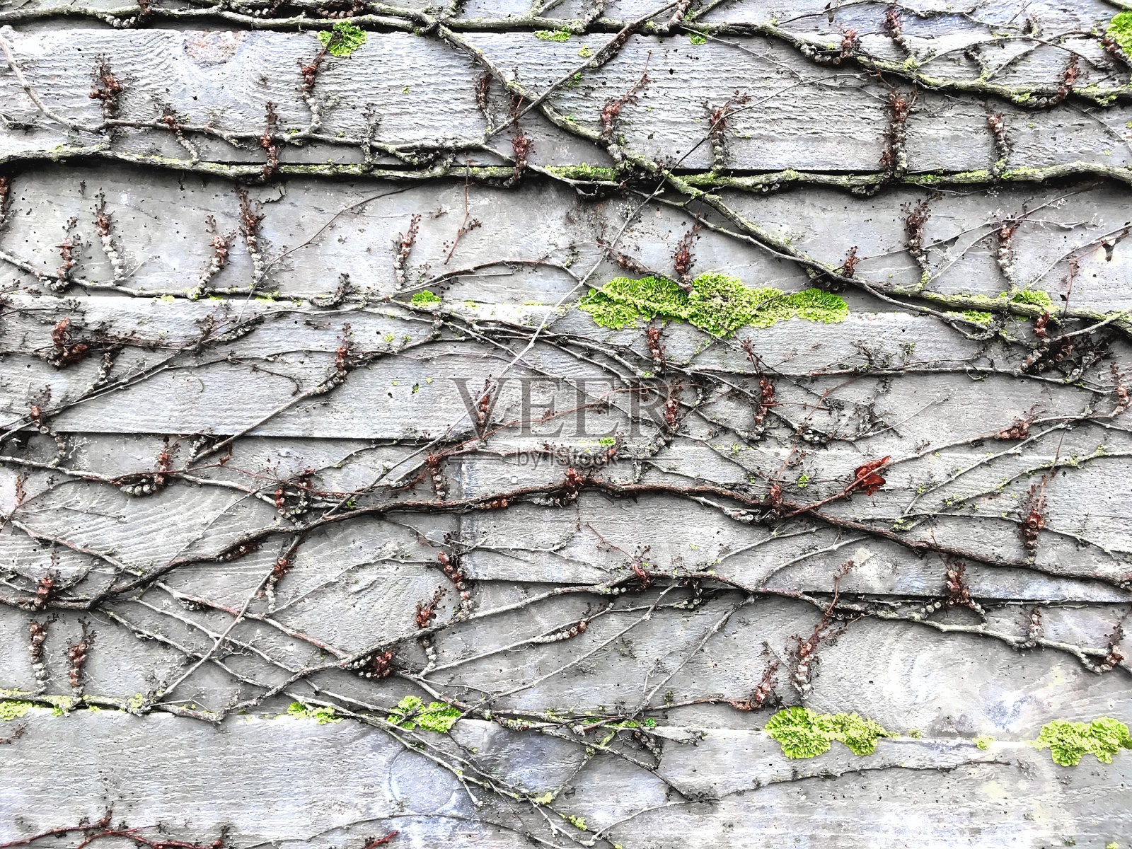 背景是灰色的木墙与树枝和苔藓。照片摄影图片