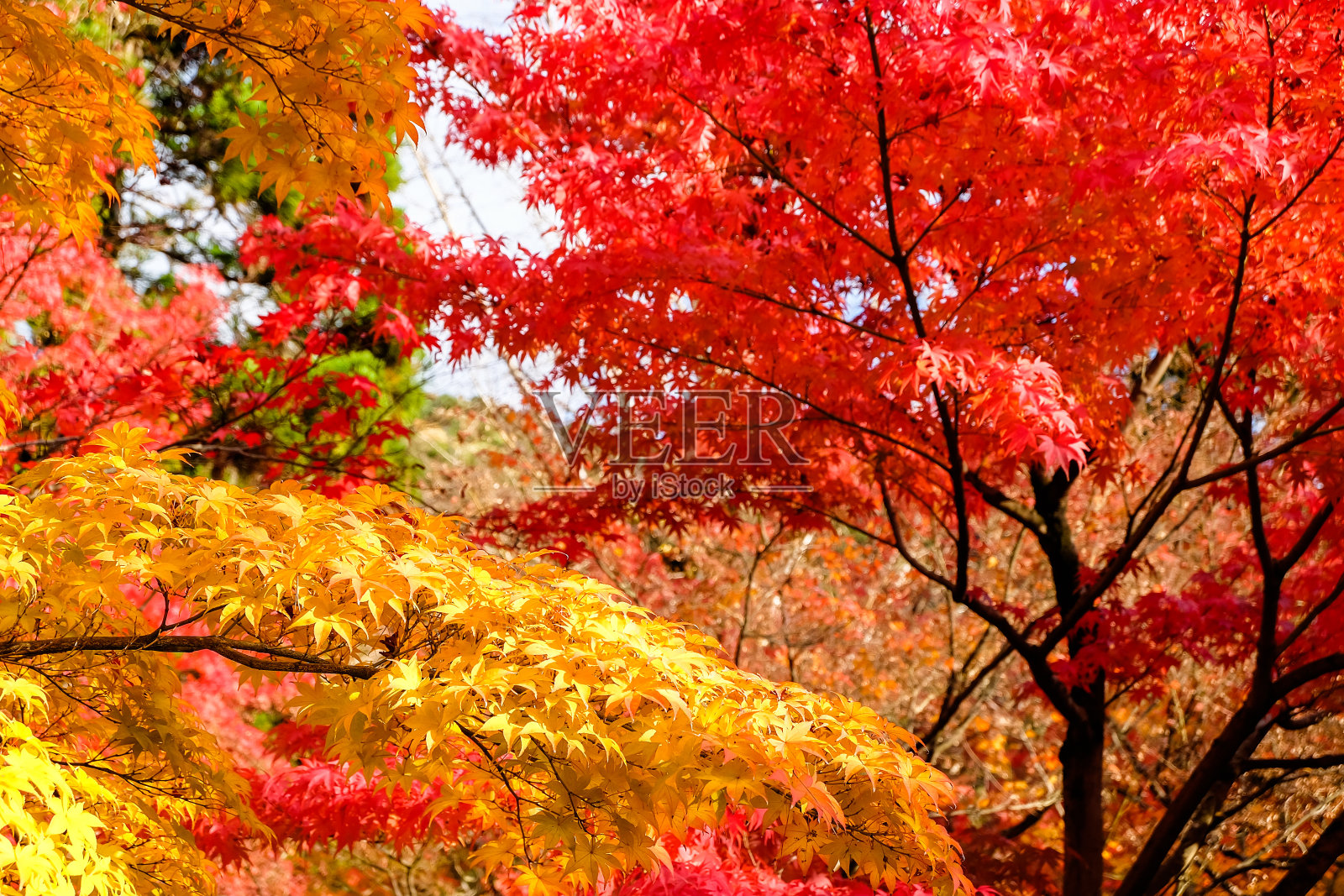 日本的秋天是绿色、黄色和红色的，它们盛开着，变化着颜色，供游客观赏。照片摄影图片