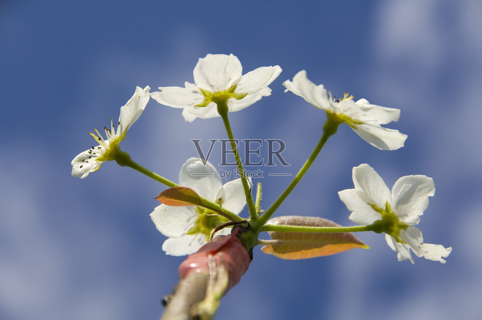 近距离的白色梨花照片摄影图片