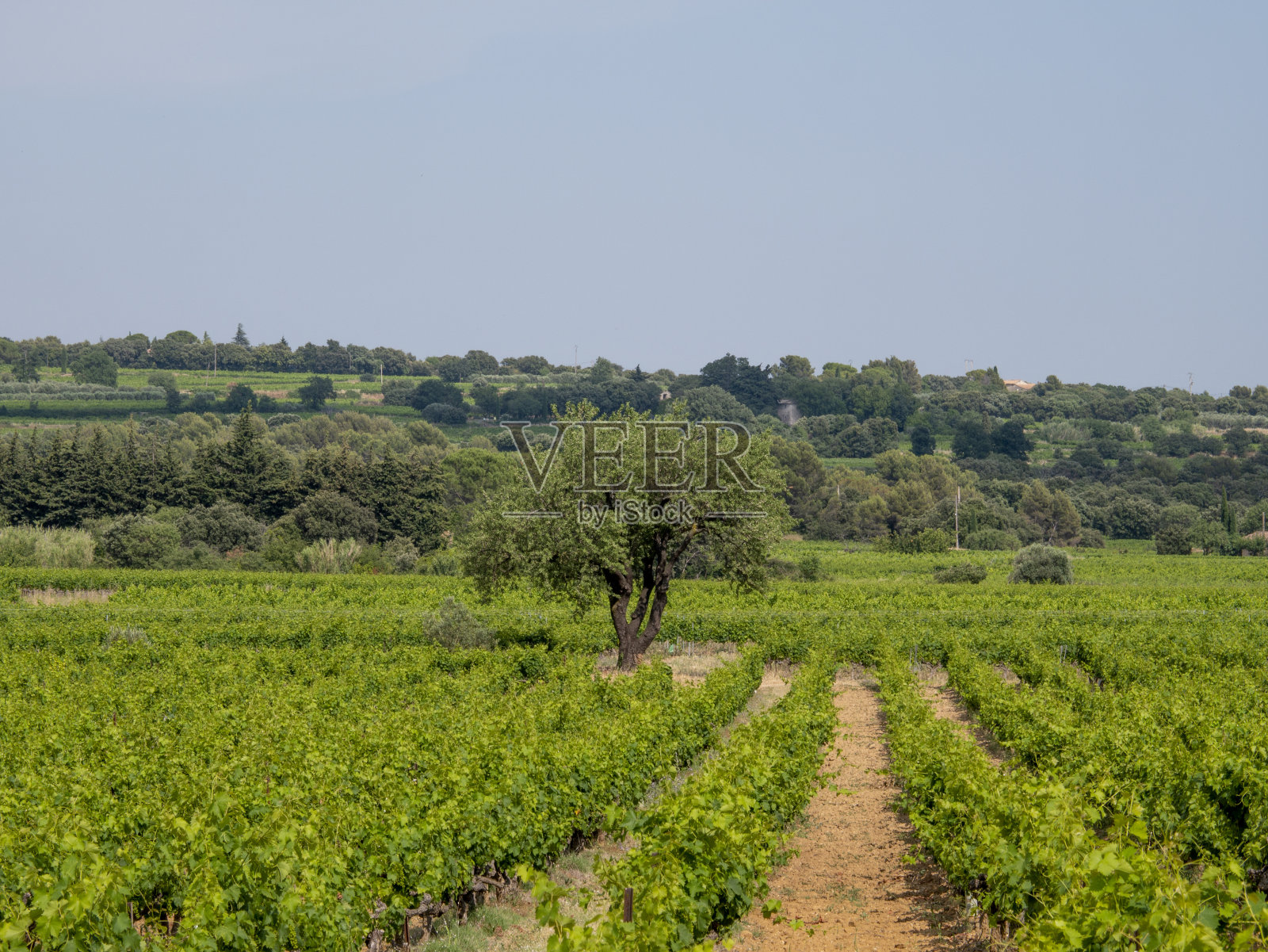 罗纳河谷葡萄照片摄影图片