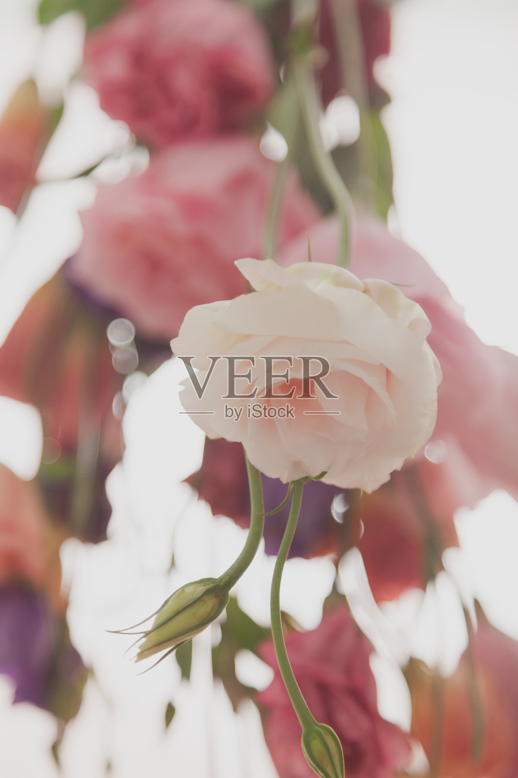 背光下有一束精致的口气孔花照片摄影图片